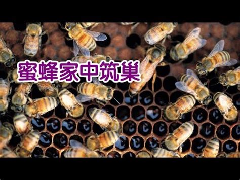 胡蜂築巢風水|蜜蜂築巢：吉兆還是凶兆？